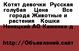 Котят девочки “Русская голубая“ › Цена ­ 0 - Все города Животные и растения » Кошки   . Ненецкий АО,Каменка д.